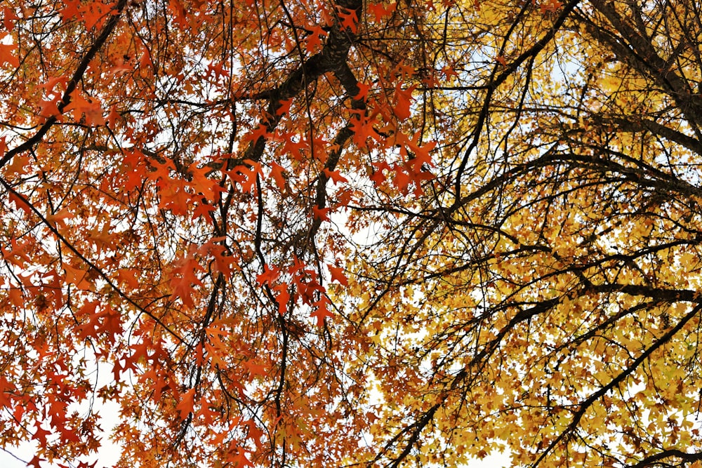 a couple of trees that have some leaves on them