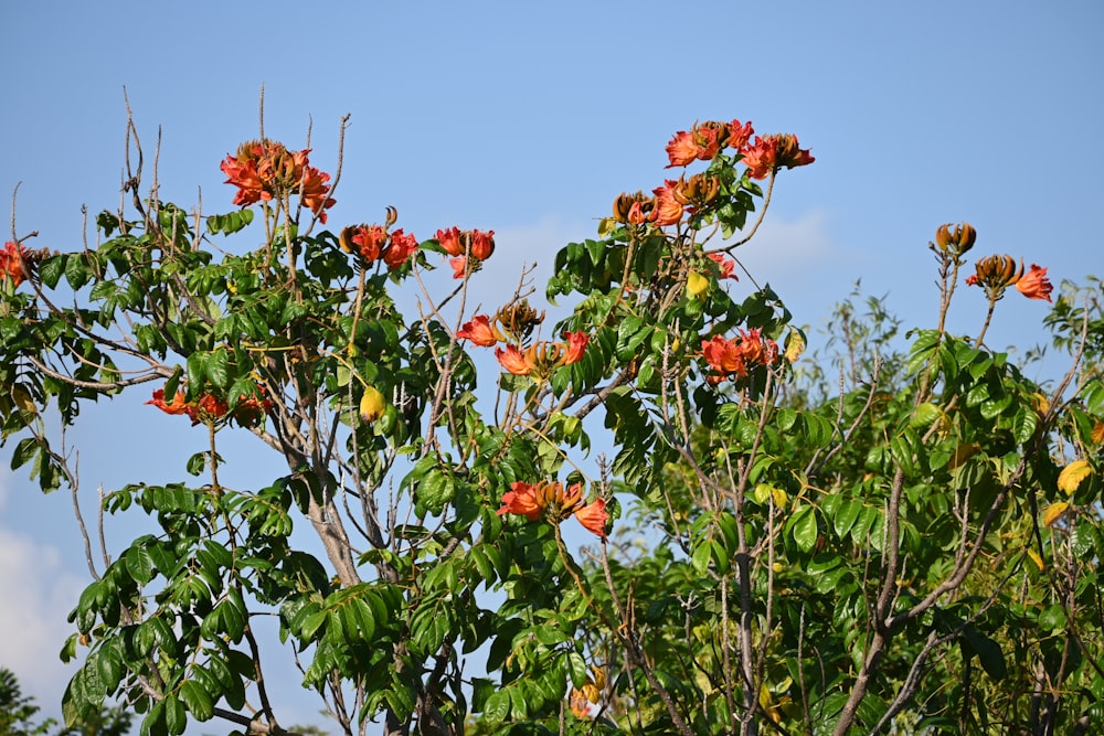 a tree filled with lots of red flowers