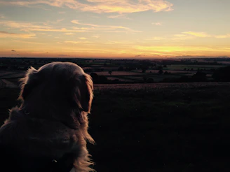A serene sunset over a peaceful garden with a small dog resting quietly among flowers.