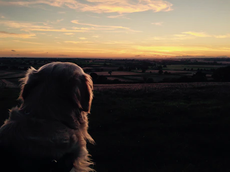 A serene sunset over a peaceful garden with a small dog resting quietly among flowers.