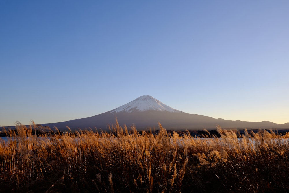 a snow covered mountain in the distance with tall grass in the foreground