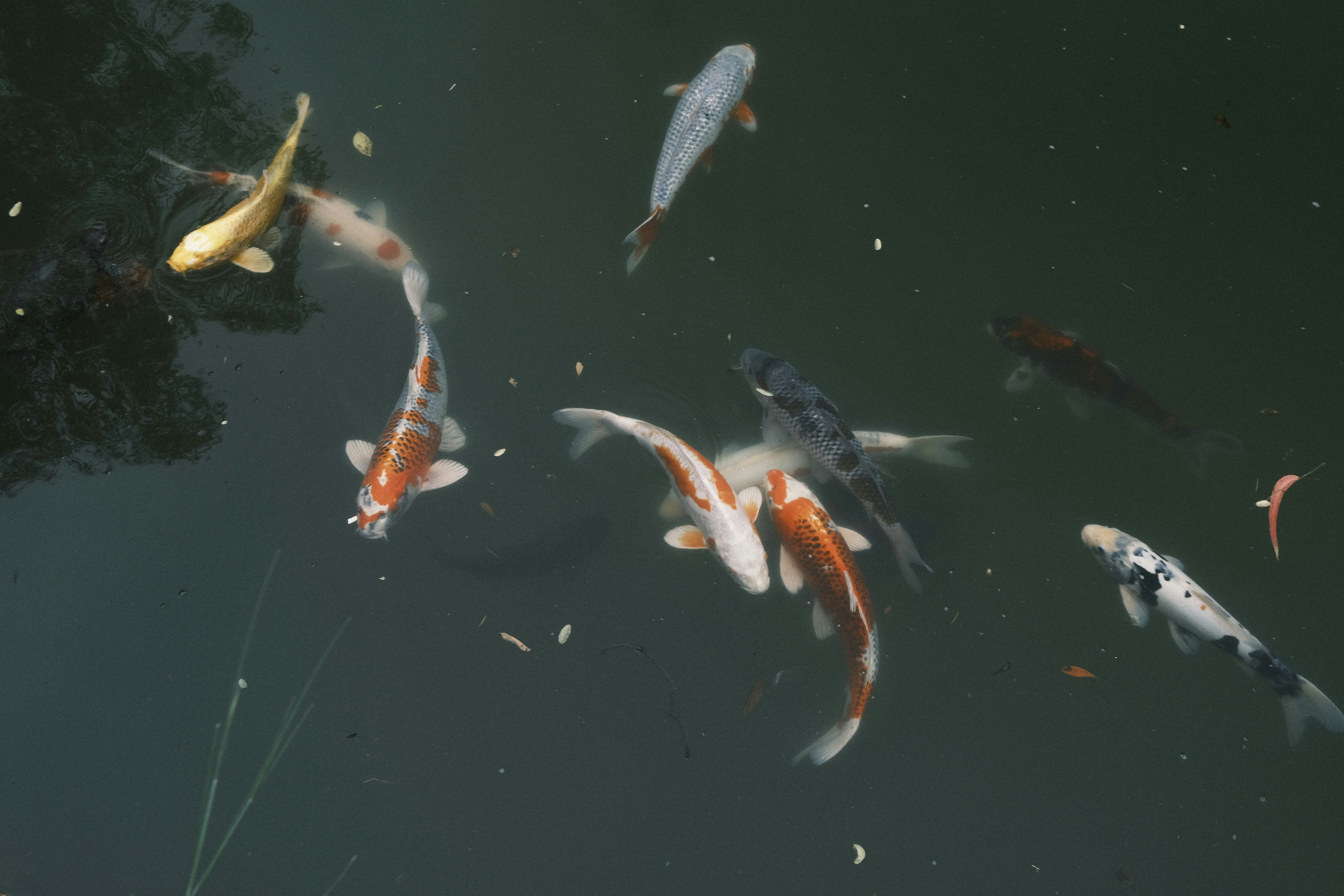 Aquarium water testing with test kits