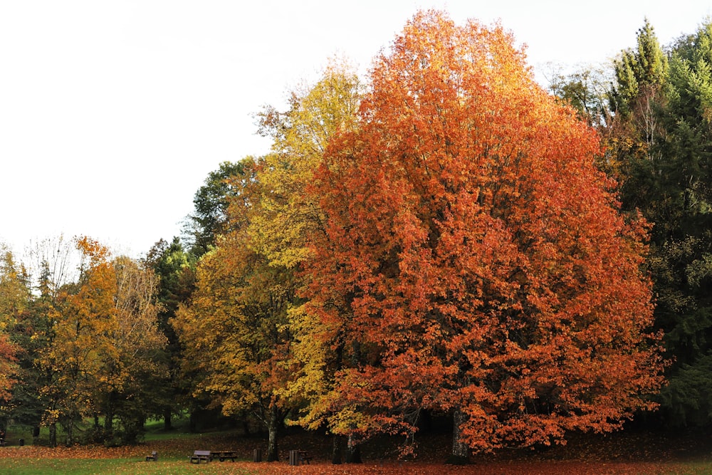 a large tree with orange leaves in a park