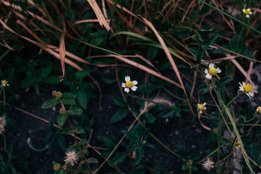 a bunch of wildflowers that are growing in the grass