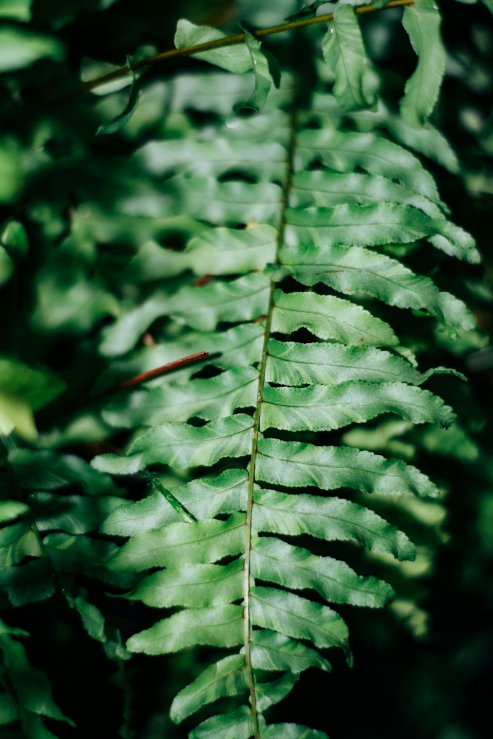 a close up of a green plant with lots of leaves