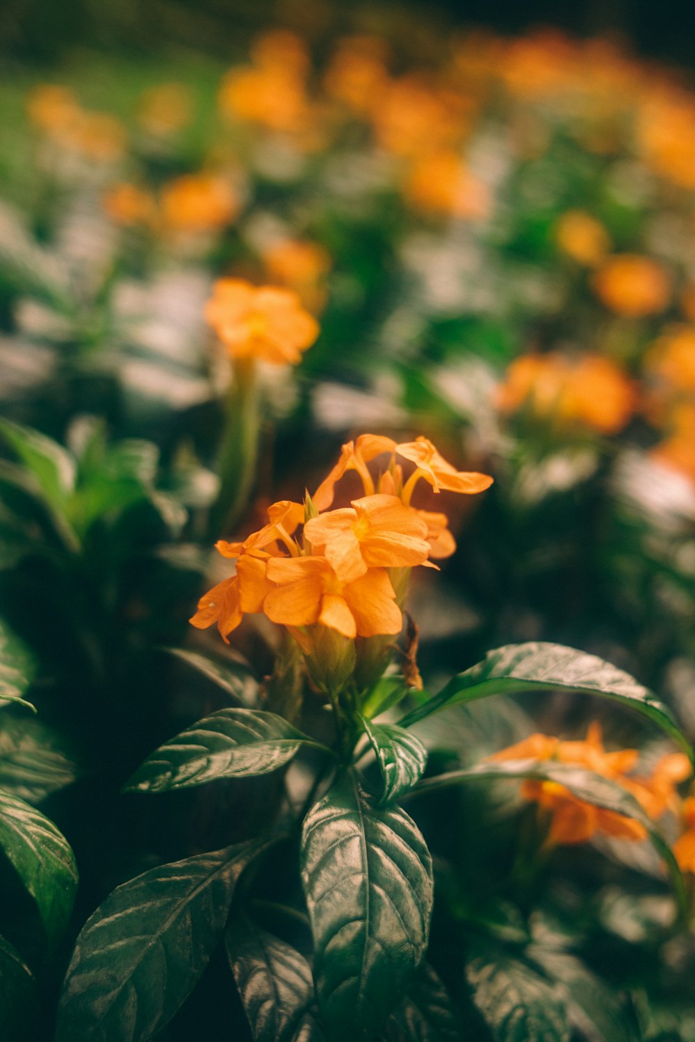 a close up of a plant with orange flowers