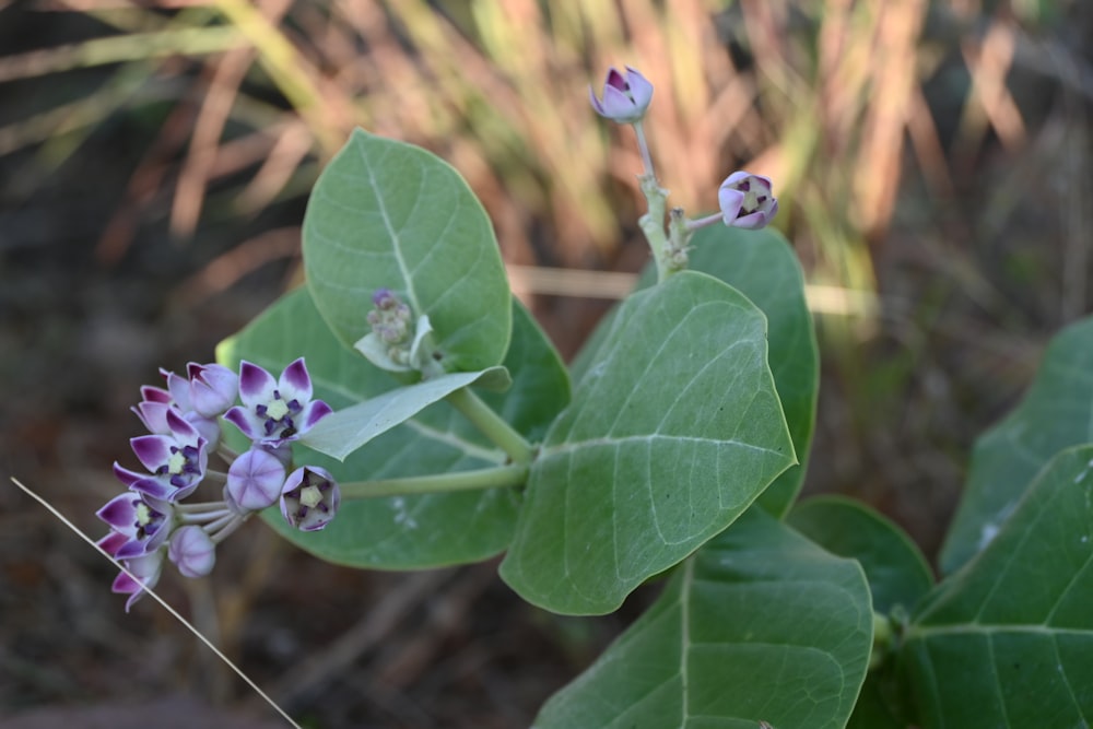 a close up of a plant with purple flowers