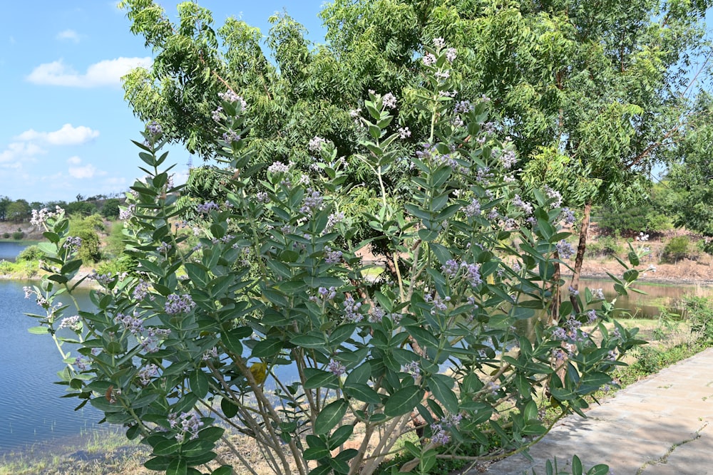 a small tree next to a body of water