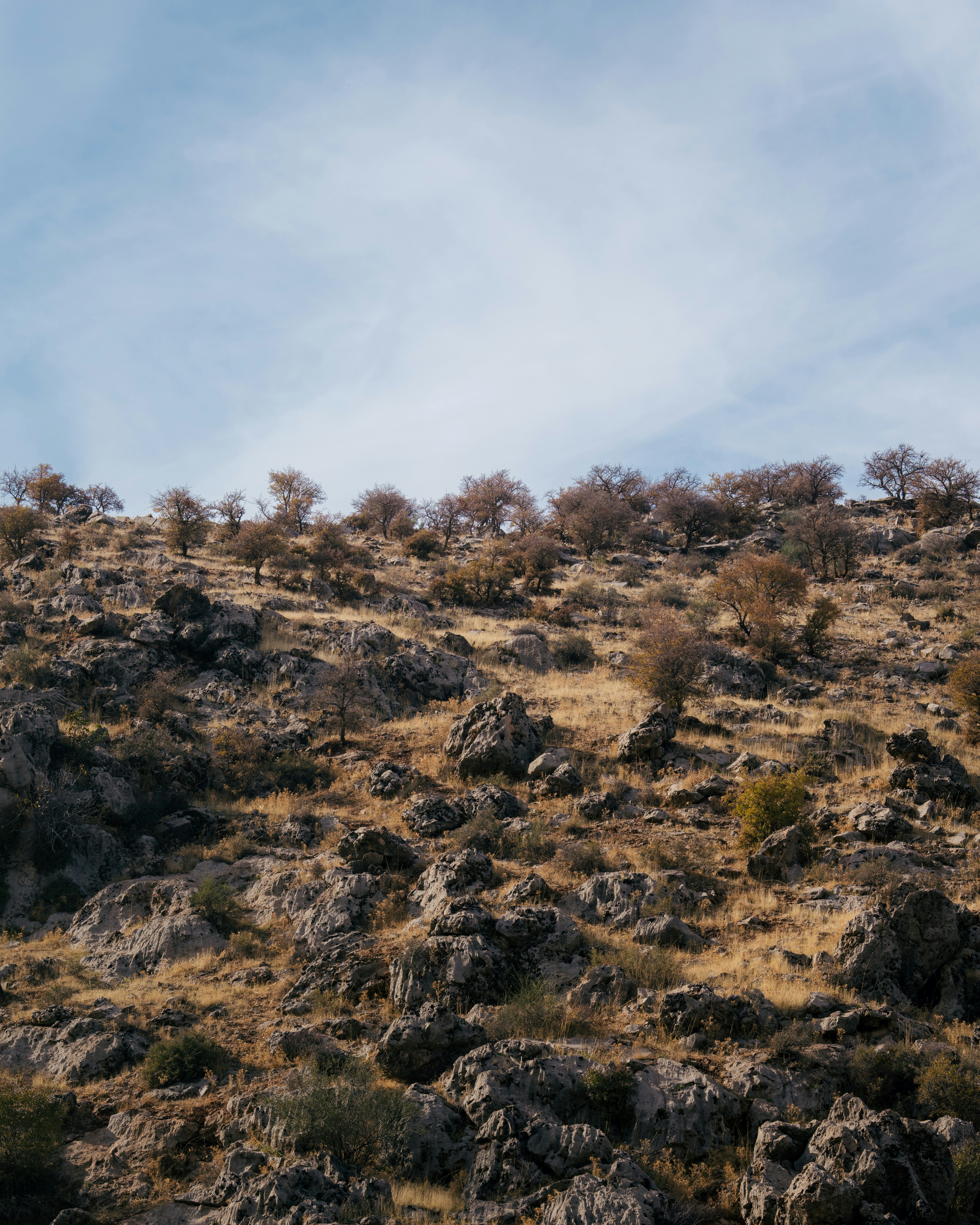 Photo by arianmontazeri