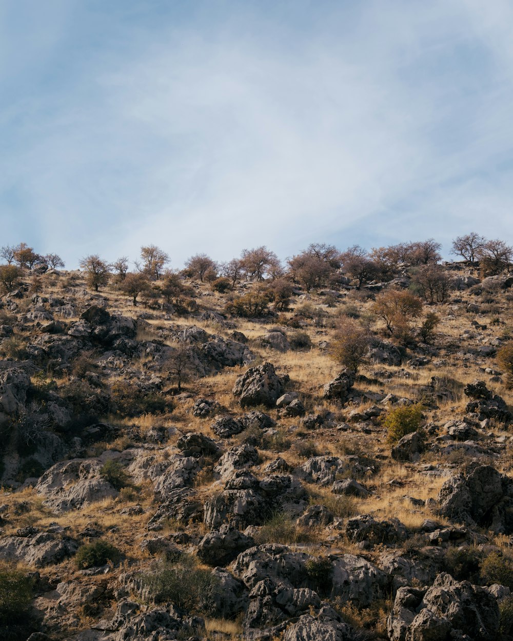 a rocky hillside with trees and bushes on it
