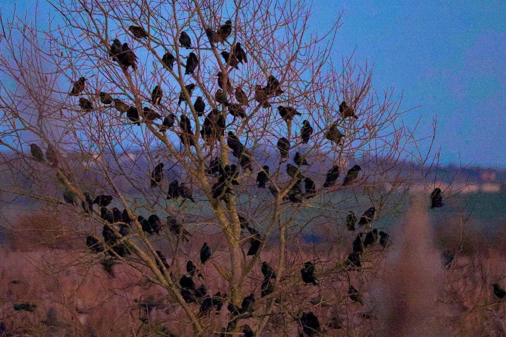 a flock of birds sitting on top of a tree