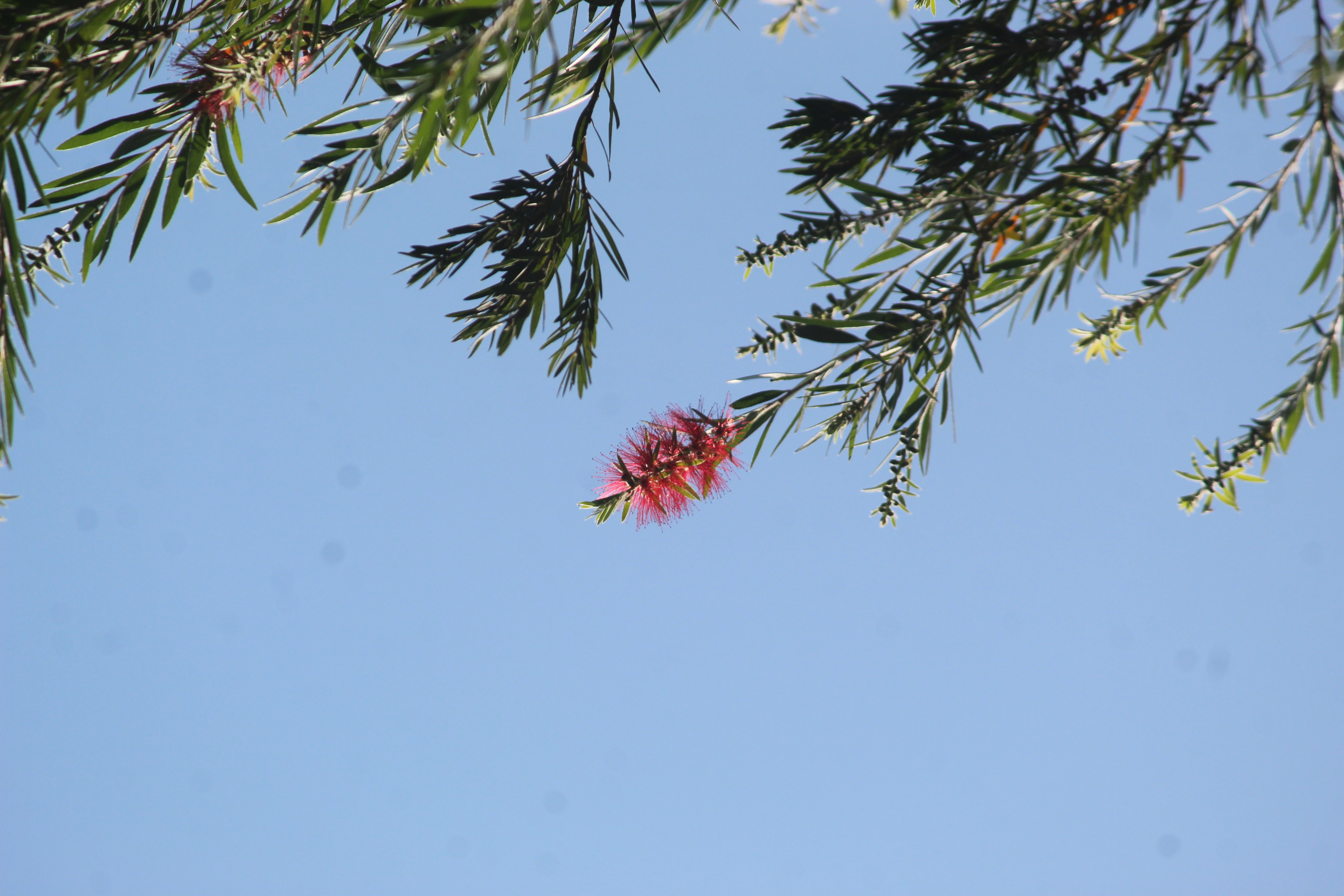una rama de pino con una flor roja