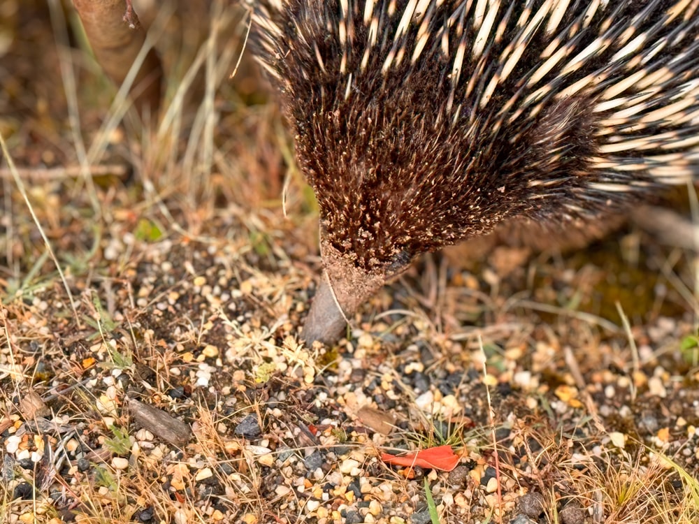 a close up of a small animal on the ground