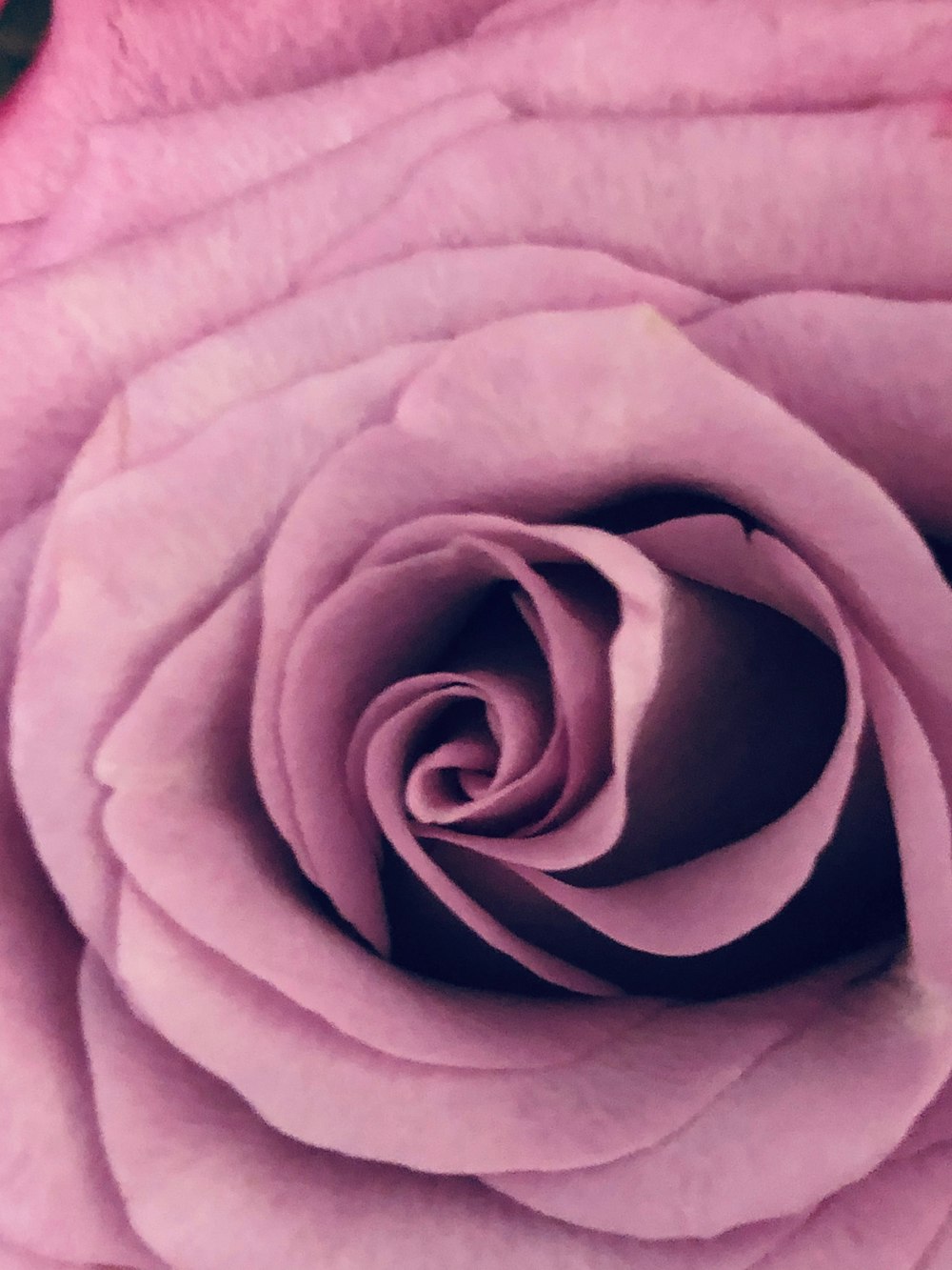 a close up view of a pink rose