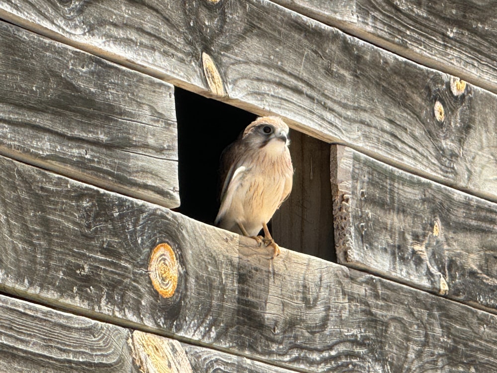 a small bird perched on the side of a wooden building