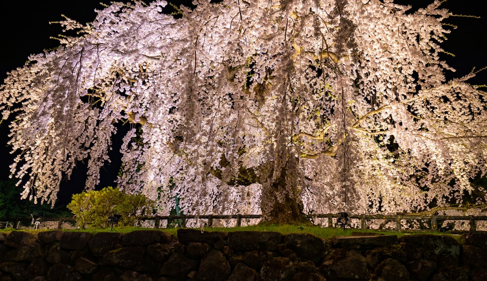 a large white tree with lots of white flowers