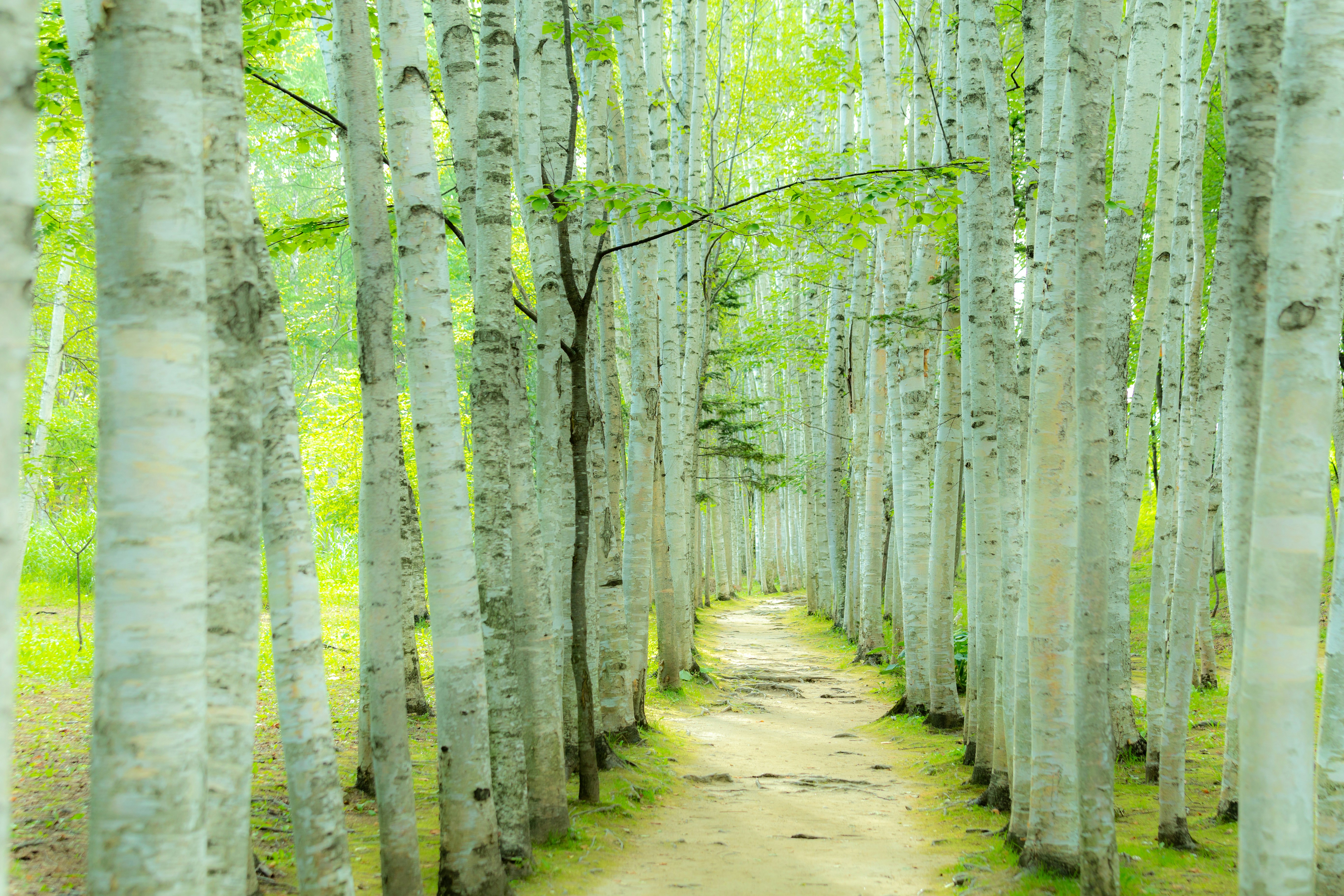 A path through a grove of trees in a forest photo – Free Forest Image ...