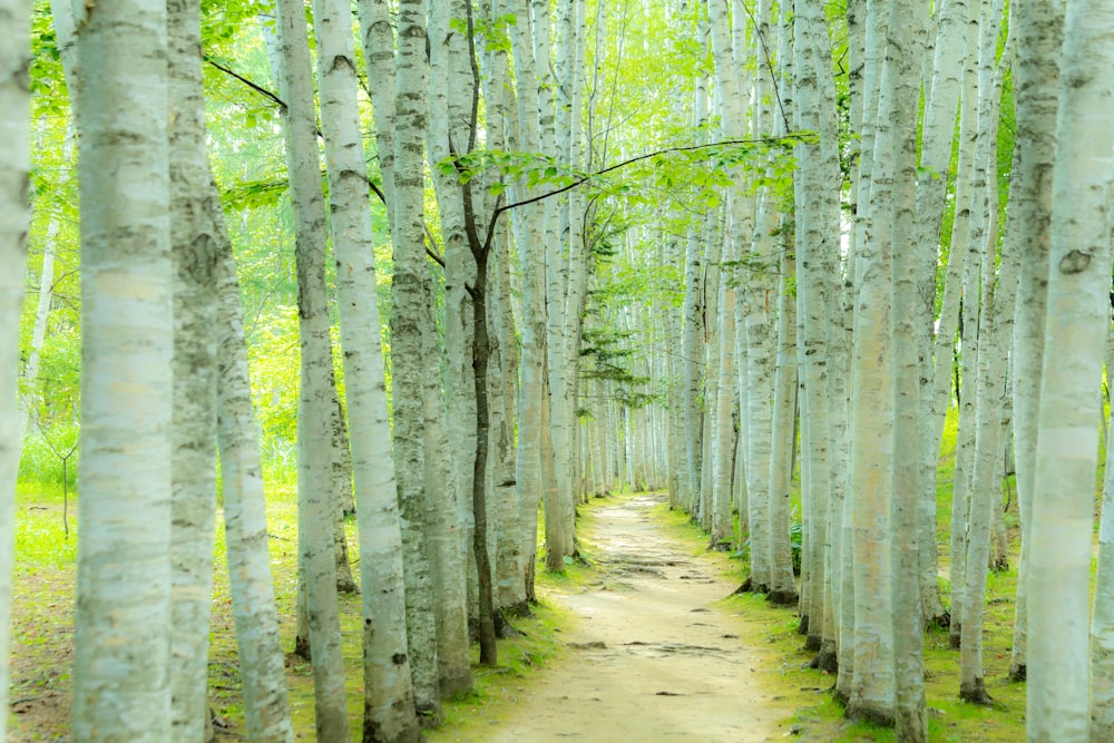 a path through a grove of trees in a forest