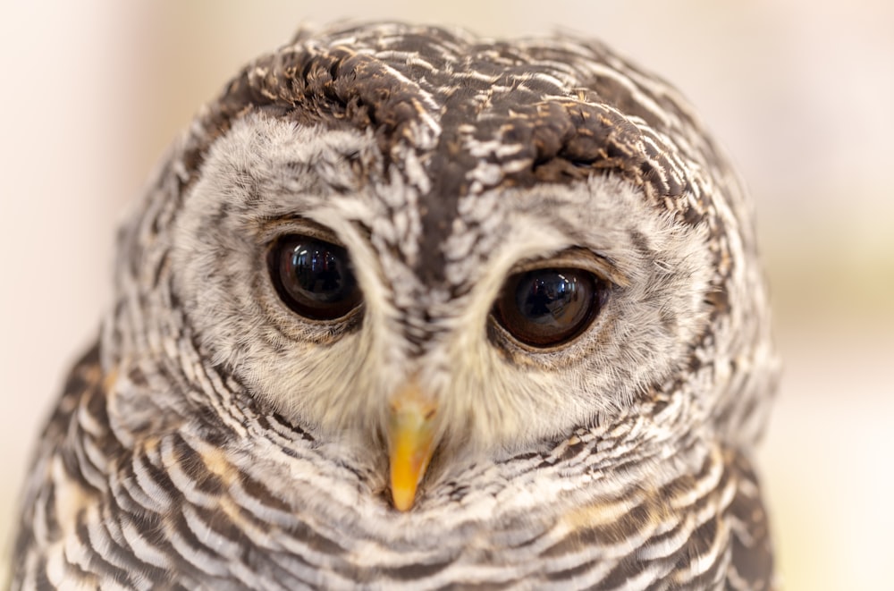 a close up of an owl with a blurry background