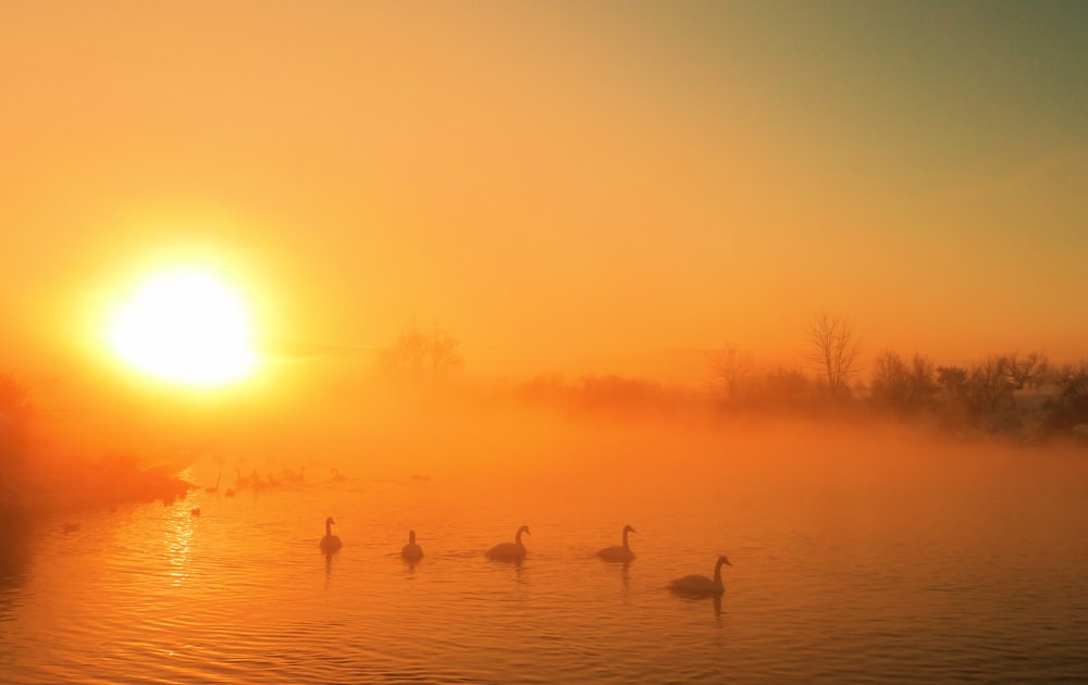 a group of ducks floating on top of a lake