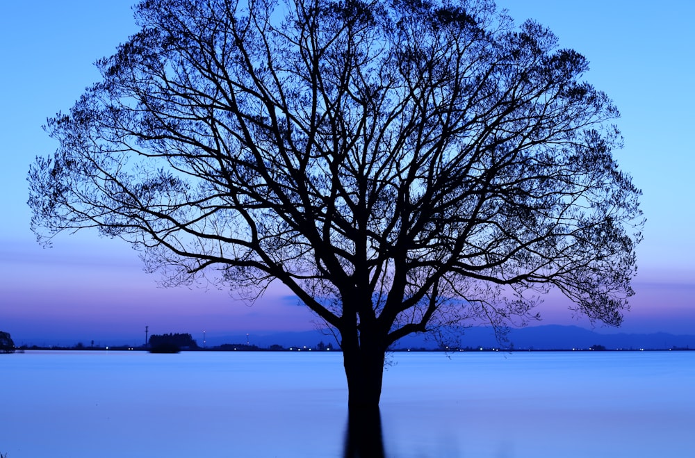 a lone tree in the middle of a lake