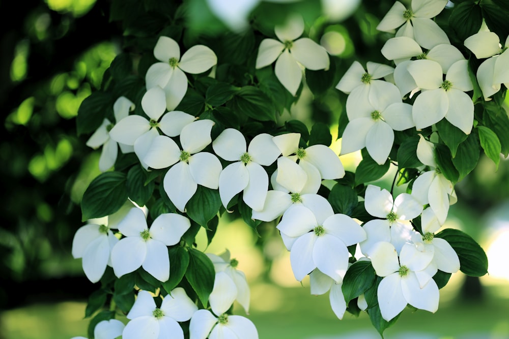 a bunch of white flowers with green leaves