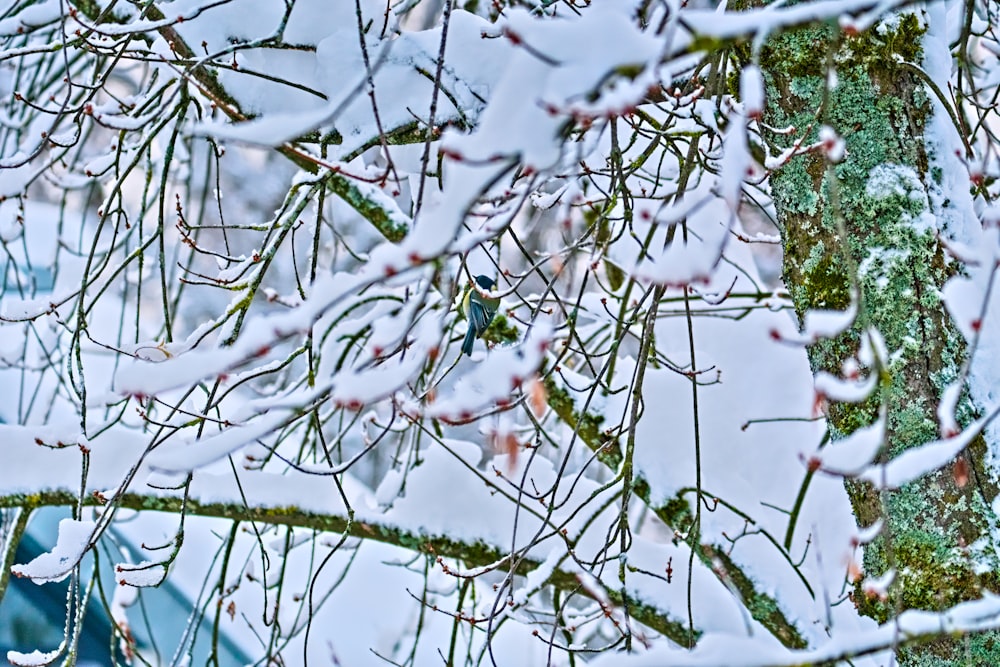 un oiseau assis sur une branche d’arbre dans la neige