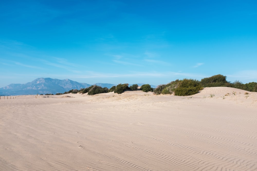 un grand champ de sable avec des arbres et des montagnes en arrière-plan
