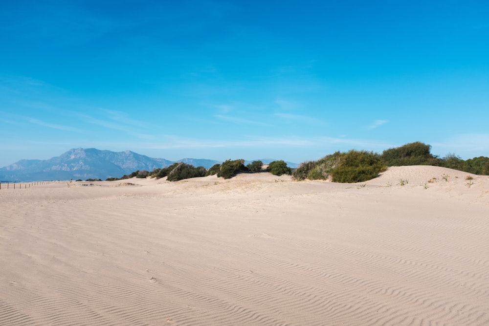 a large sandy field with trees and mountains in the background