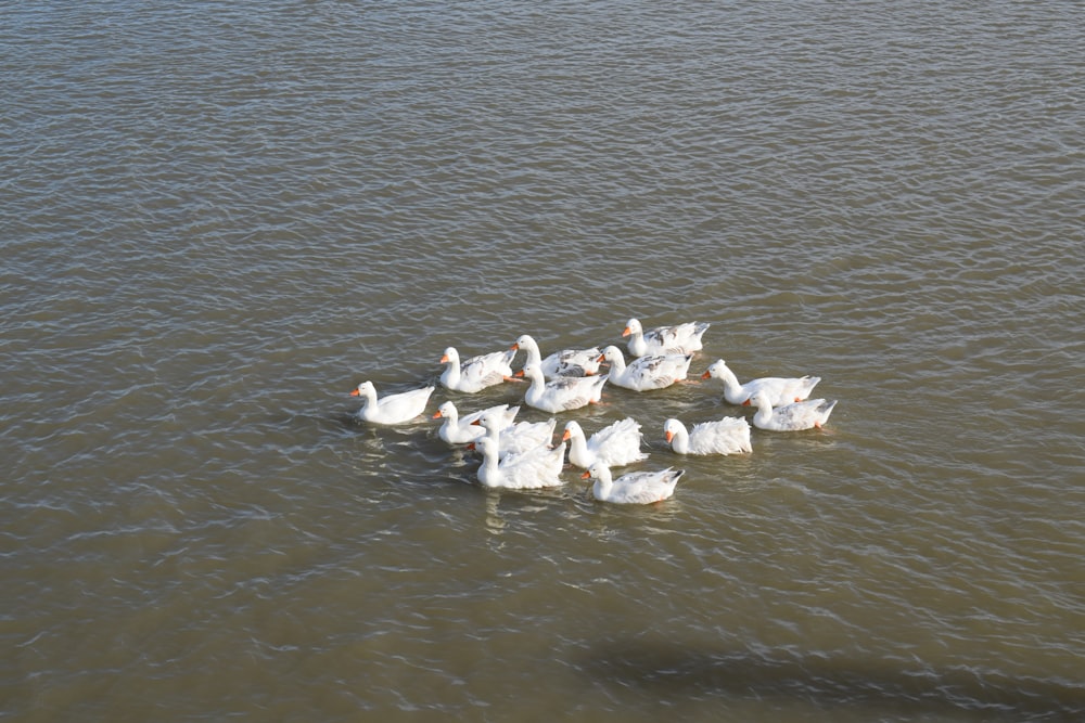 a flock of ducks floating on top of a lake