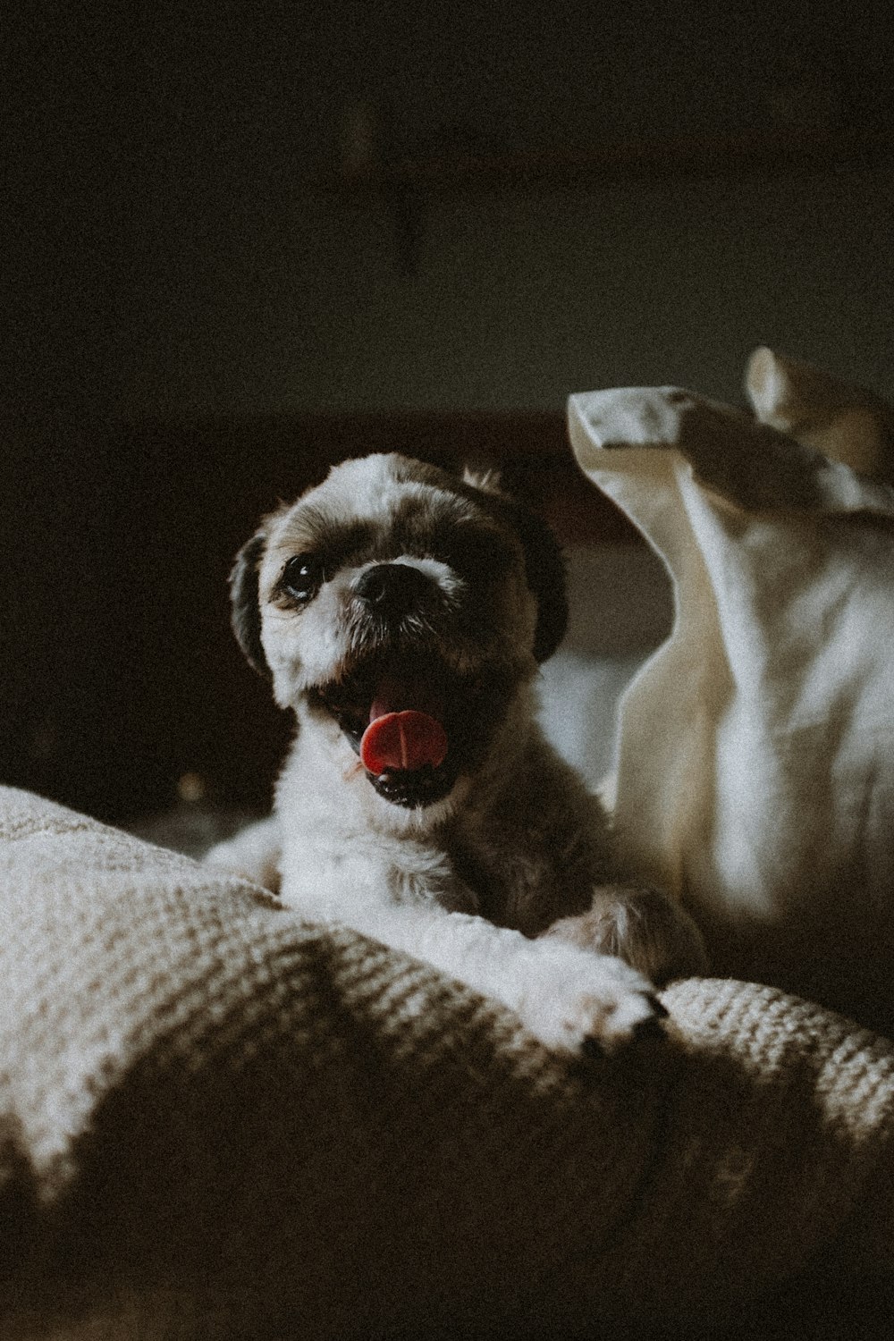 ein kleiner Hund, der neben einem Kuscheltier auf einem Bett liegt