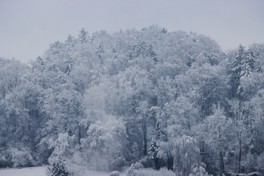 a snow covered forest filled with lots of trees