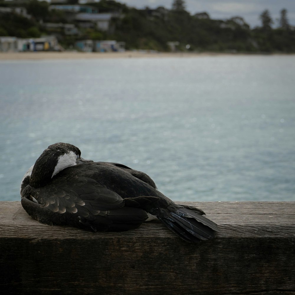 a bird is sitting on a wooden ledge by the water