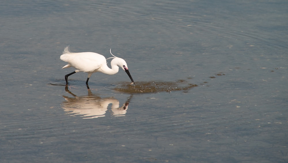 a white bird with a long beak standing in shallow water