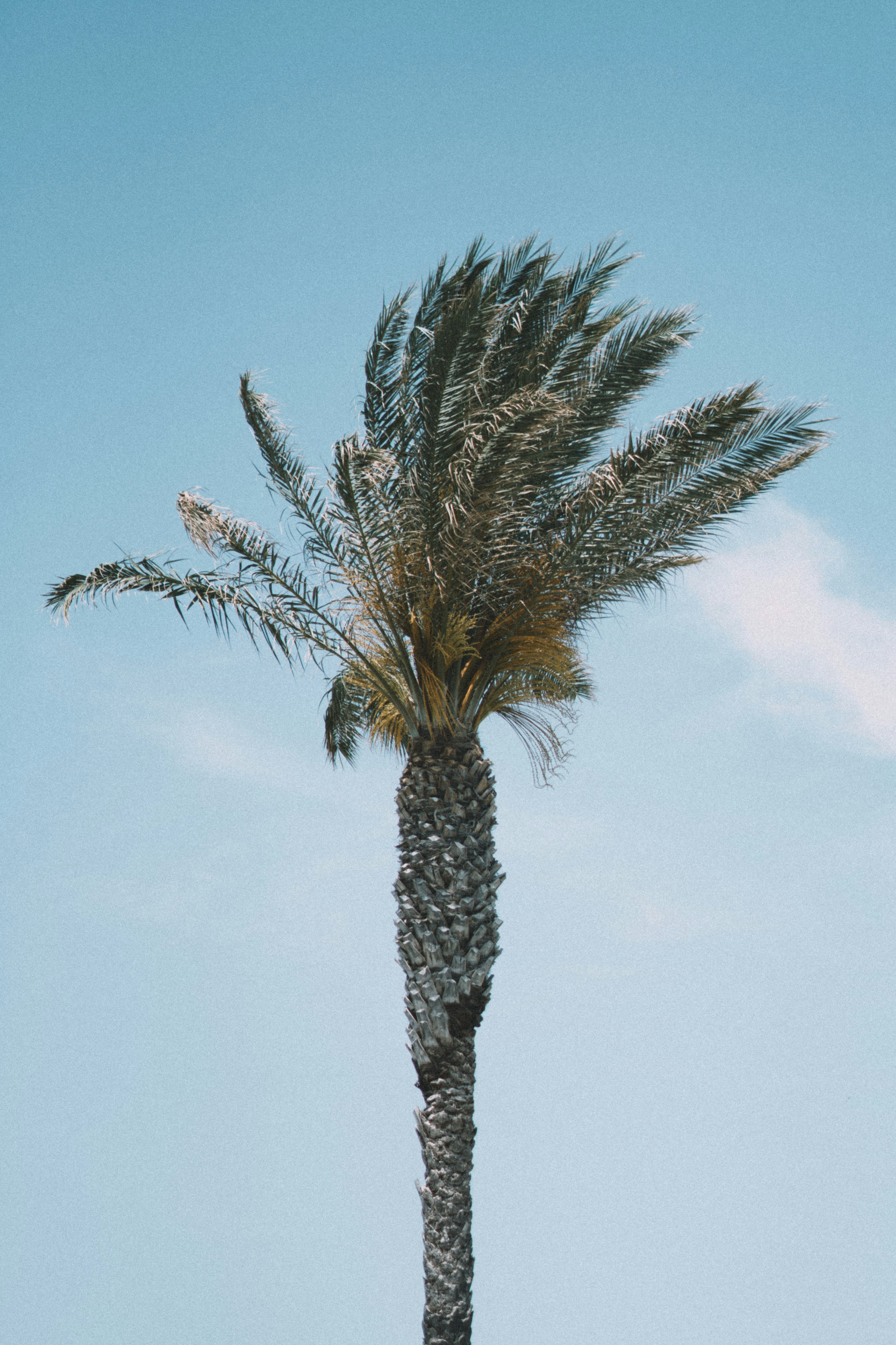 una palmera con un cielo azul de fondo