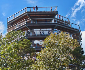 Multi-level tree perch setup showing zones with different heights and angles