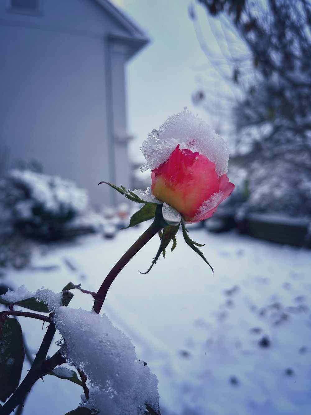 a single rose bud in the snow outside of a house