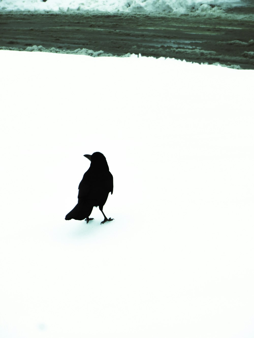 a black bird is standing in the snow