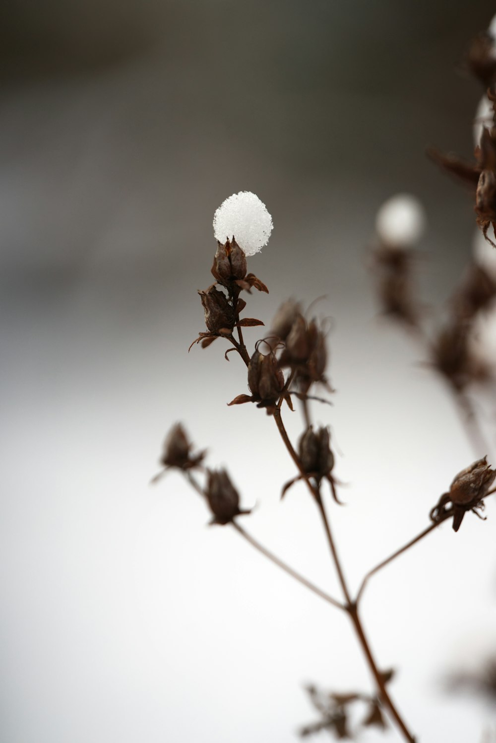 a close up of a plant with snow on it