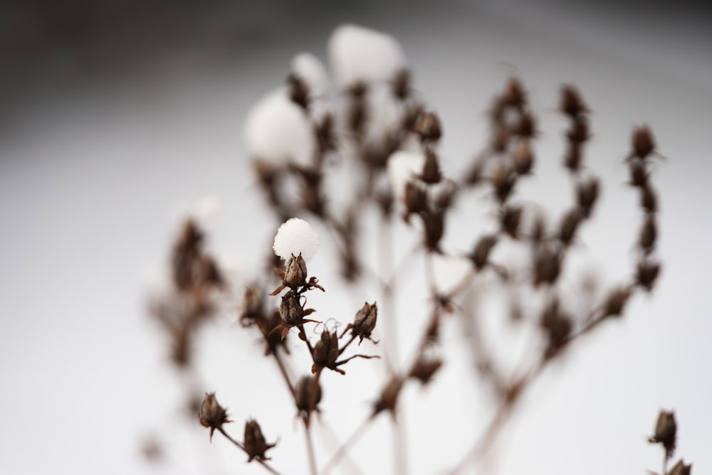 a close up of a plant with snow on it