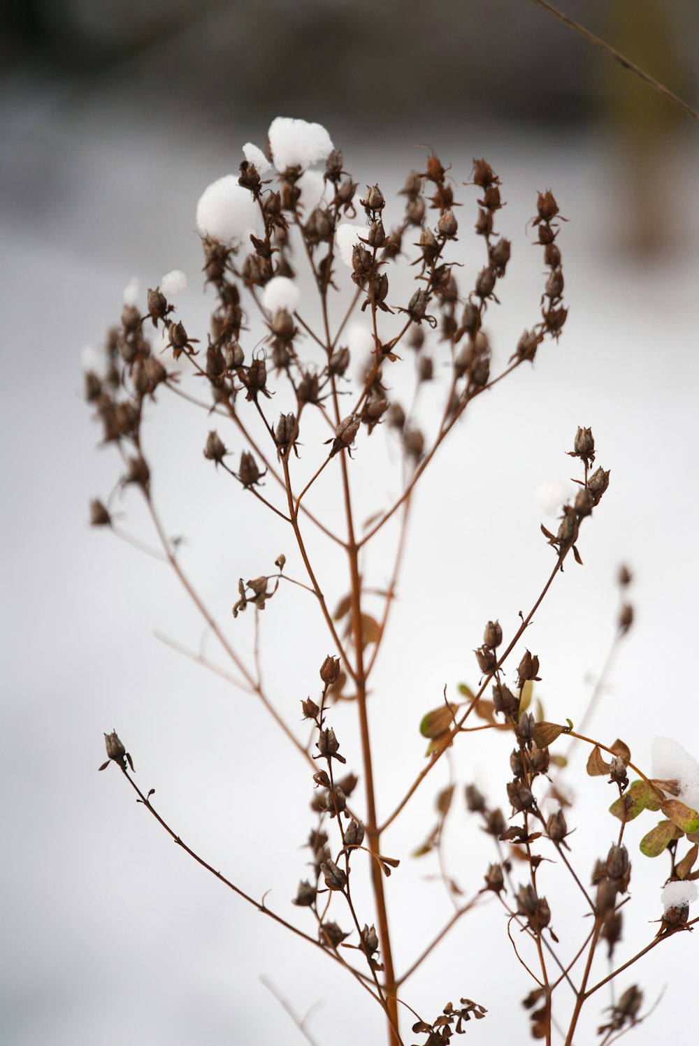 a close up of a plant with snow on it