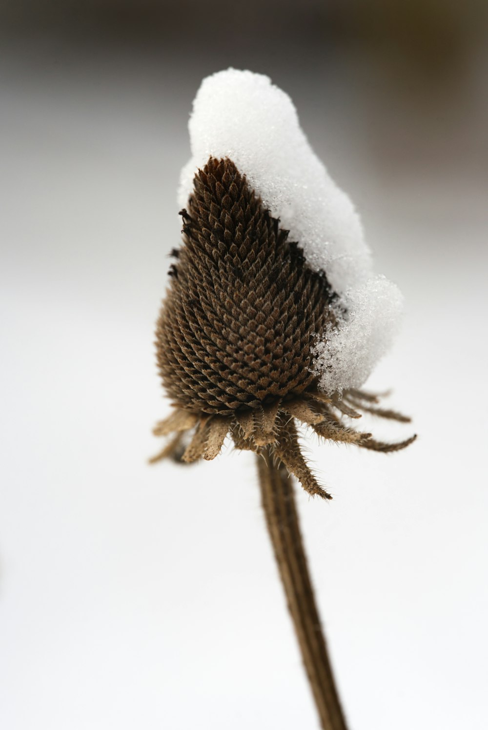 Un primer plano de una flor con nieve en ella