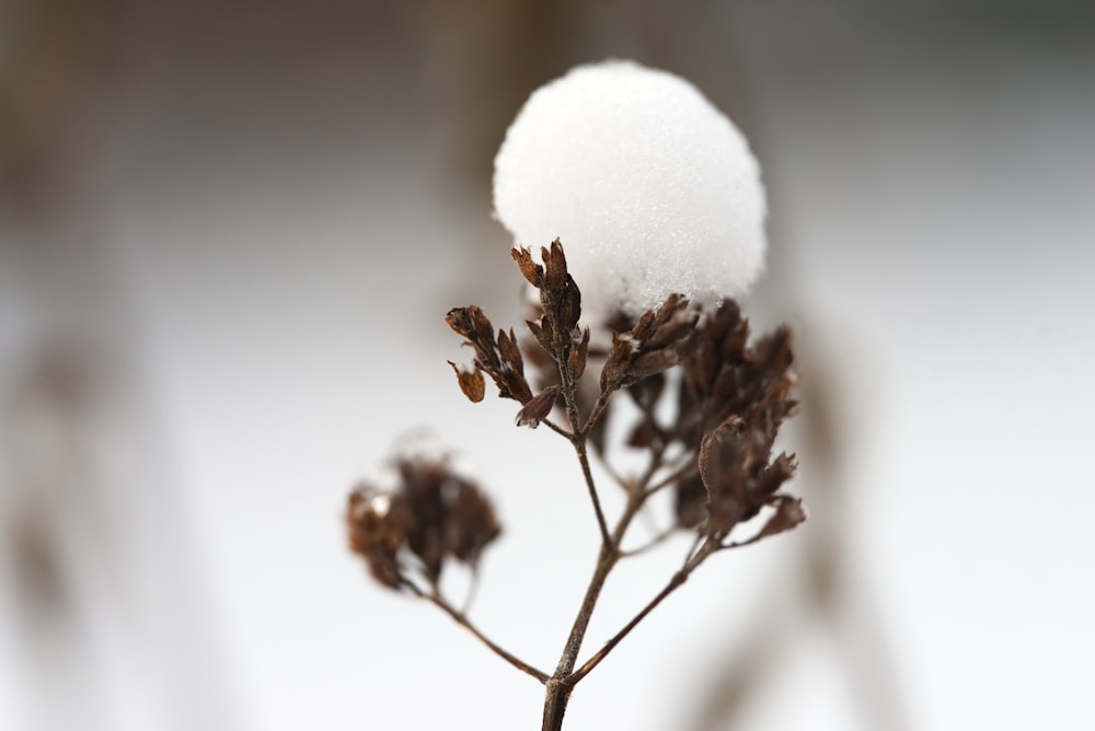 a close up of a plant with snow on it