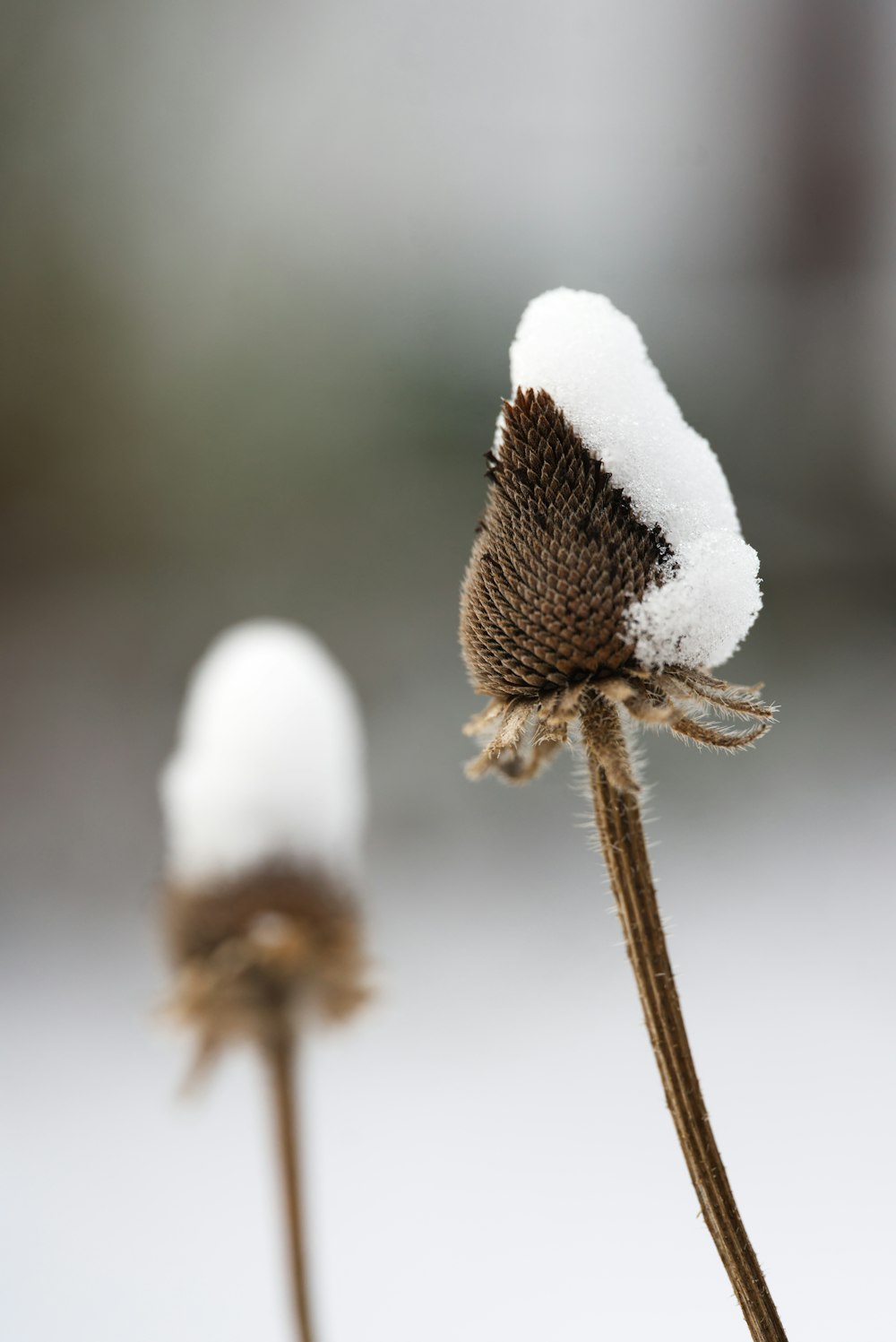 un gros plan d’une fleur avec de la neige dessus