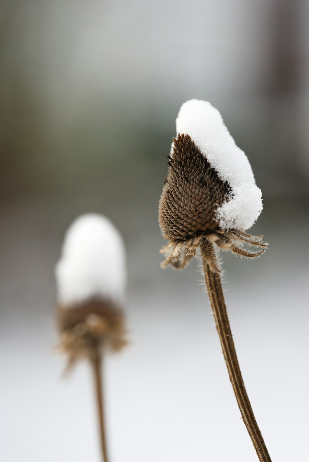 um close up de uma flor com neve sobre ela