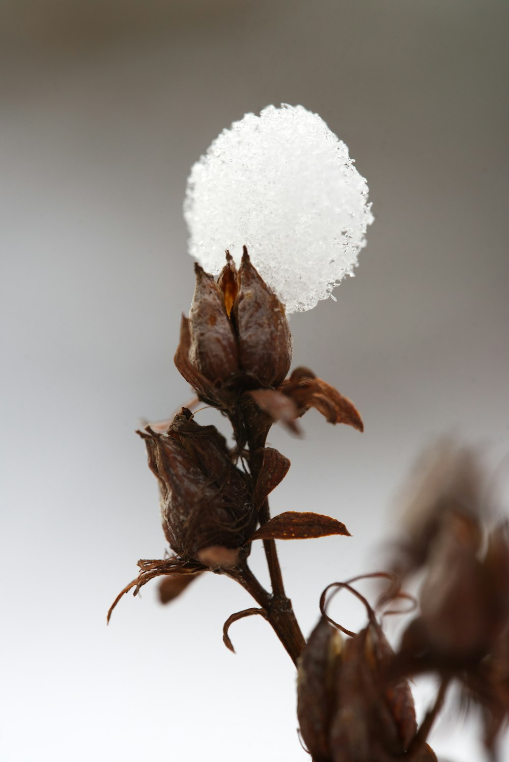 Un primer plano de una flor con nieve en ella