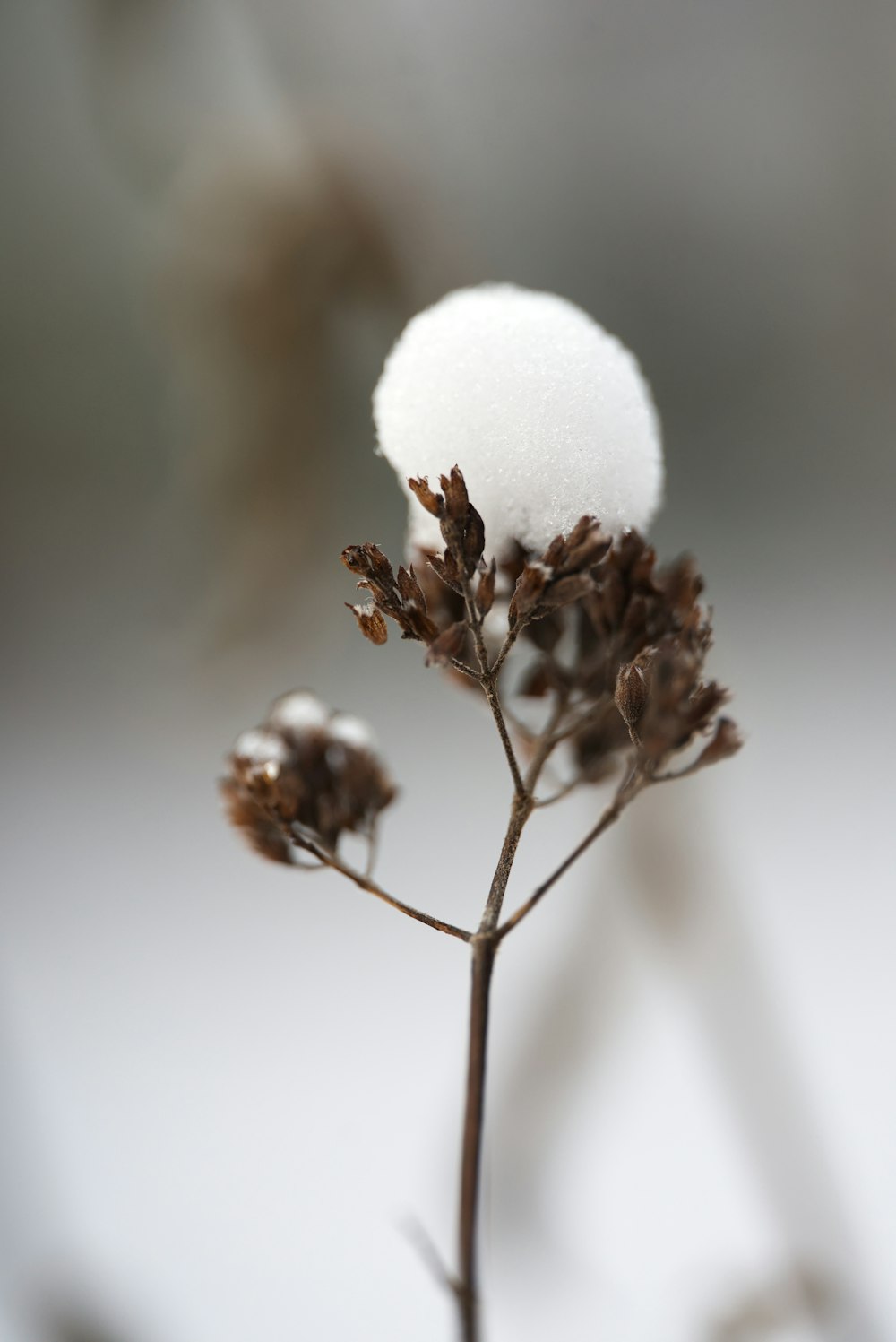 a close up of a plant with snow on it