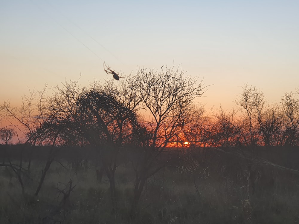 a bird flying over a field at sunset
