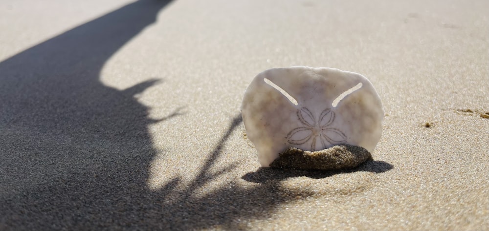 a seashell with a shadow cast on the sand