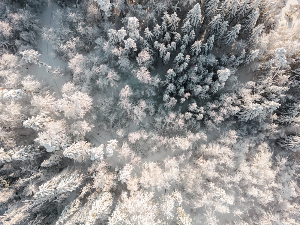 une vue aérienne d’une forêt enneigée